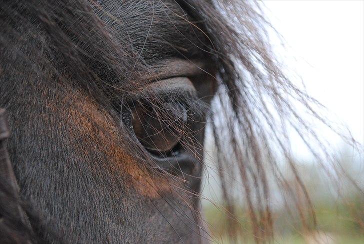 Dansk Varmblod Grønvangs Trigger |Trigs| - Taget af mig/Grønvang billede 44