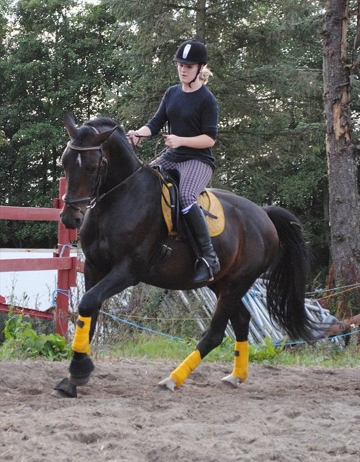 Dansk Varmblod Grønvangs Trigger |Trigs| - Taget af mig/Grønvang | Rytter: Linda Jensen(søs) billede 25