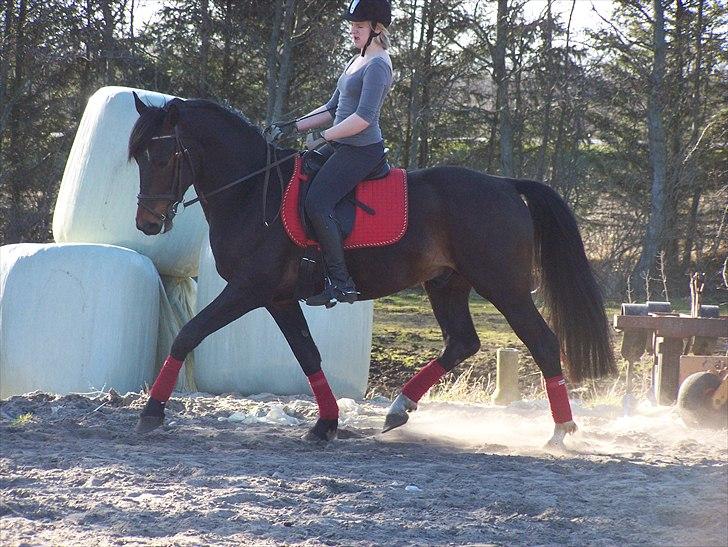 Dansk Varmblod Grønvangs Trigger |Trigs| - Taget af mig/Grønvang | Rytter: Linda Jensen(søs) billede 34