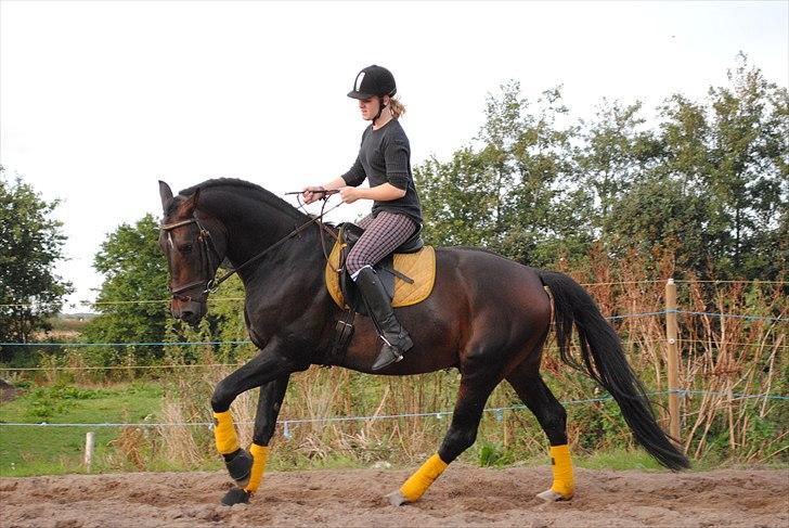 Dansk Varmblod Grønvangs Trigger |Trigs| - Taget af mig/Grønvang | Rytter: Linda Jensen(søs) billede 5