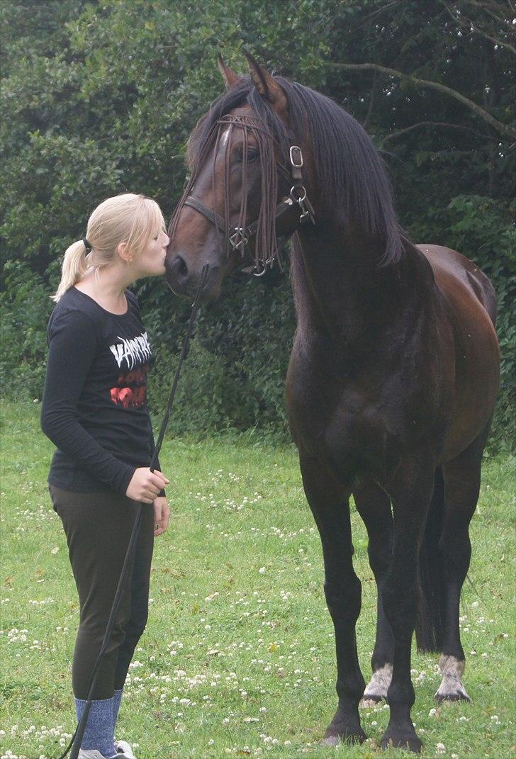 Dansk Varmblod Grønvangs Trigger |Trigs| - Taget af Helena Elmo Kristensen billede 29