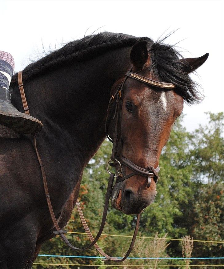 Dansk Varmblod Grønvangs Trigger |Trigs| - Taget af mig/Grønvang billede 24