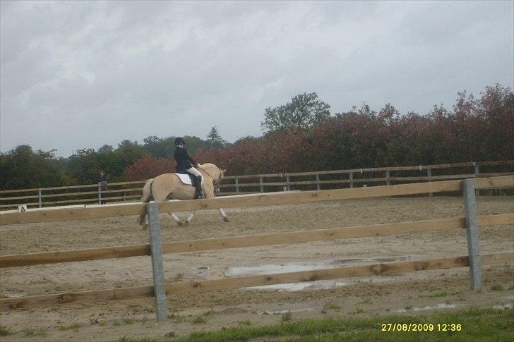 Fjordhest Stald Kiels Idyl billede 16