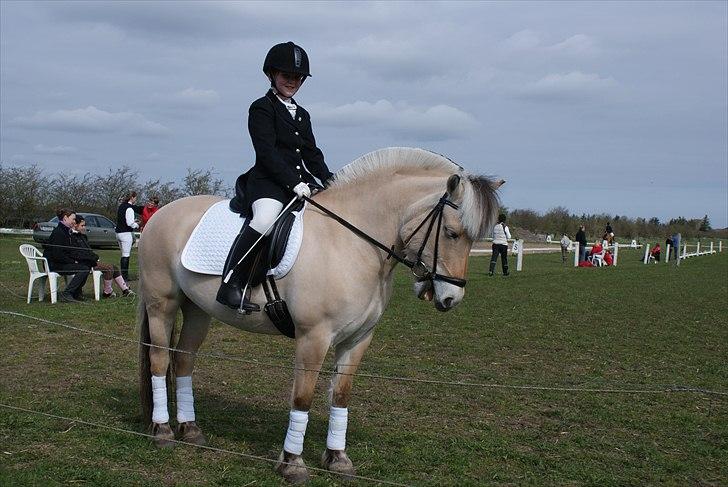 Fjordhest Stald Kiels Idyl - ida og idyl i Padborg  billede 18
