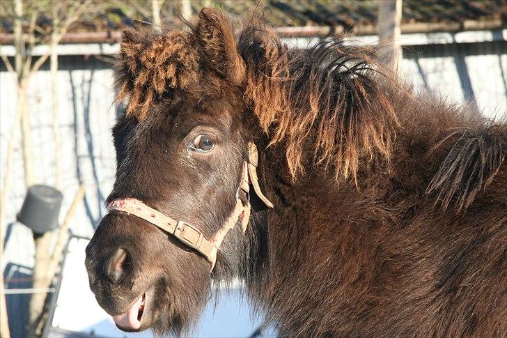 Islænder Tindur fra Tingskoven - Smukke Tindur d. 2. januar 2011. billede 14