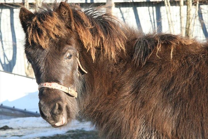 Islænder Tindur fra Tingskoven - Smukke Tindur d. 2. januar 2011. billede 15