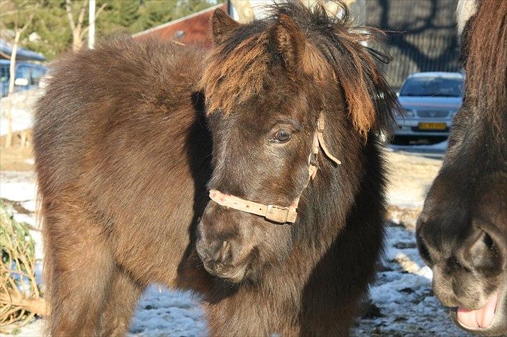 Islænder Tindur fra Tingskoven - Smukke Tindur d. 2. januar 2011. billede 16