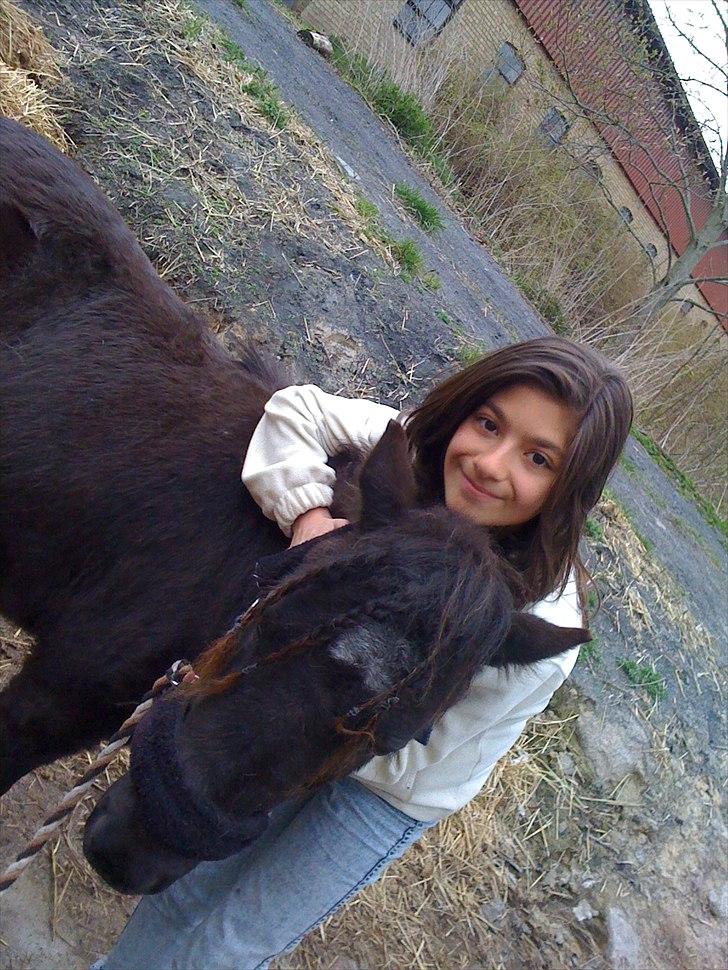 Shetlænder Ally *part* Solgt!!.'( billede 12