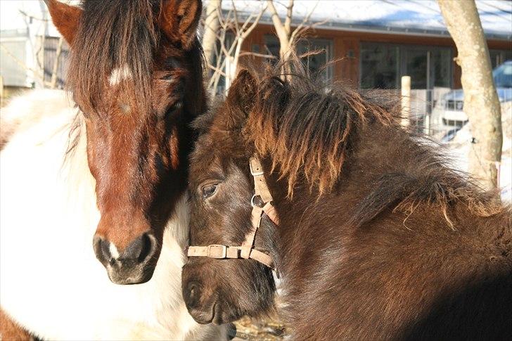 Islænder Tindur fra Tingskoven - Smukke Tindur og Aslan d. 2. januar 2011. billede 19