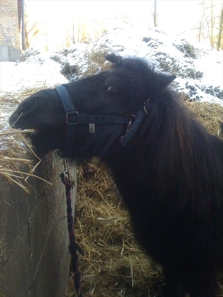 Shetlænder Ally *part* Solgt!!.'( billede 13