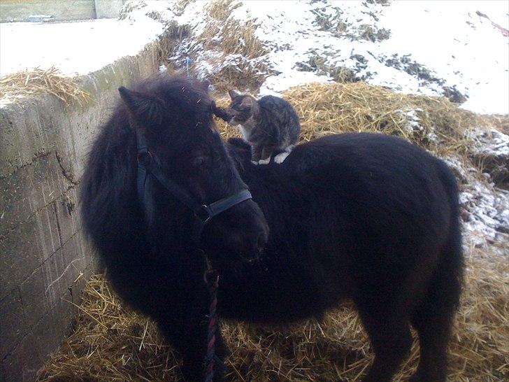 Shetlænder Ally *part* Solgt!!.'( billede 14