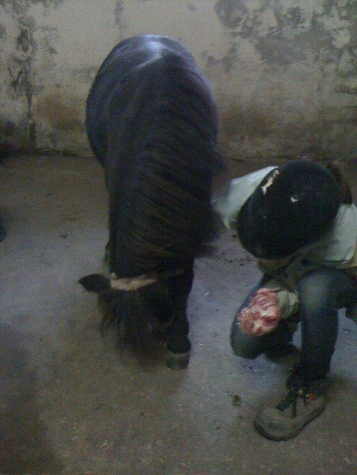 Shetlænder Ally *part* Solgt!!.'( billede 15