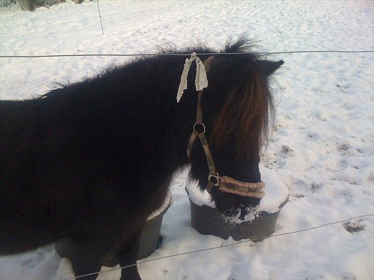 Shetlænder Ally *part* Solgt!!.'( billede 16