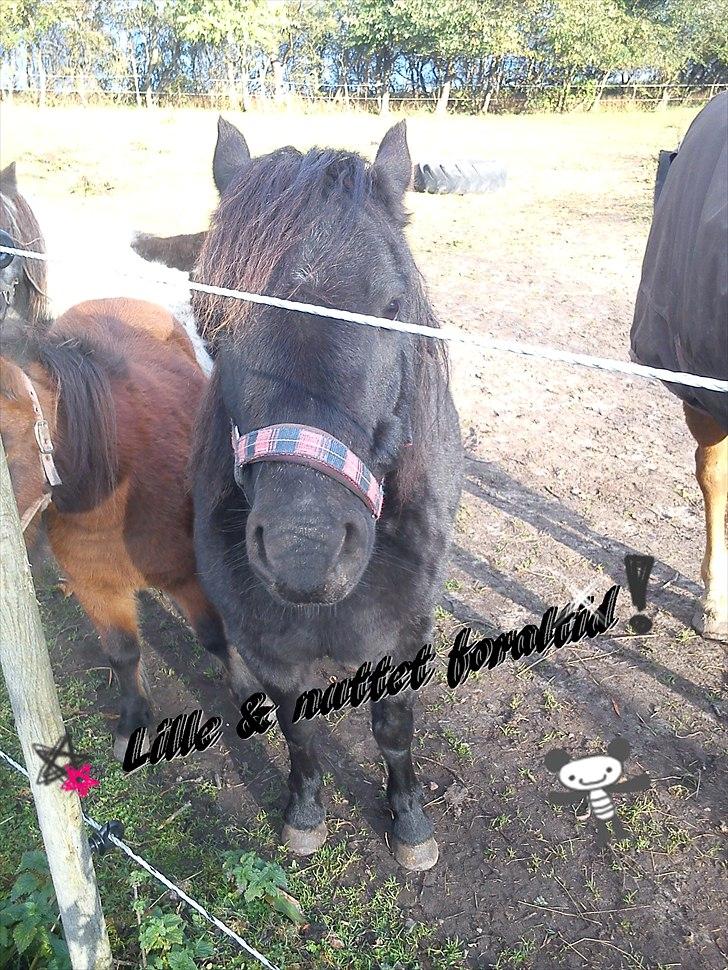 Dartmoor Lullu af Nydam! :ii<33 - Lille & nuttet for altid! :D billede 9