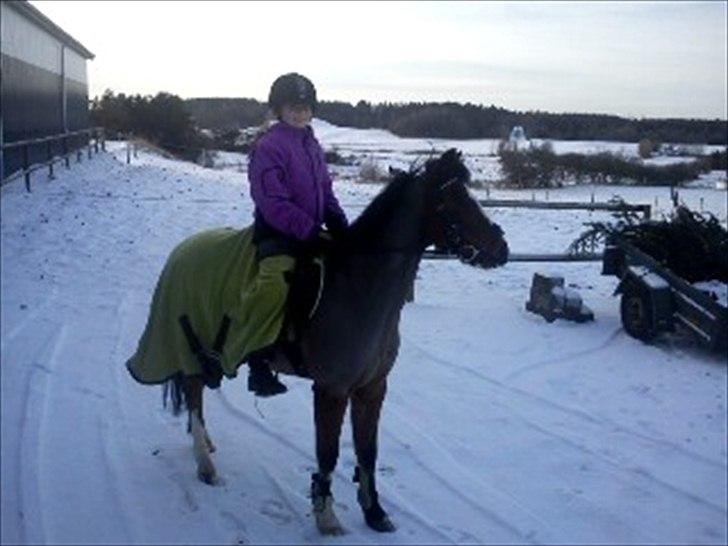 Hollandsk Sportspony Star Jumper. Lånt ½ år  - savner dig=( billede 1