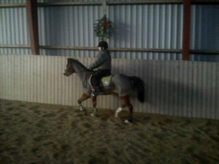 Hollandsk Sportspony Star Jumper. Lånt ½ år  billede 2