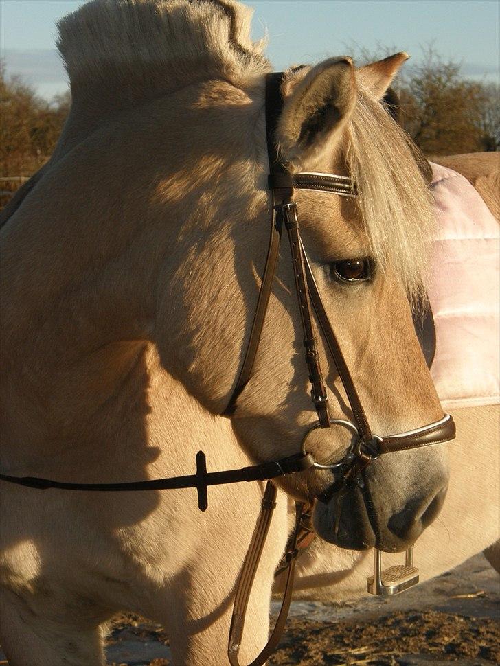 Fjordhest Flika - Jordens smukkeste pony! | 2. Januar 2011 billede 18
