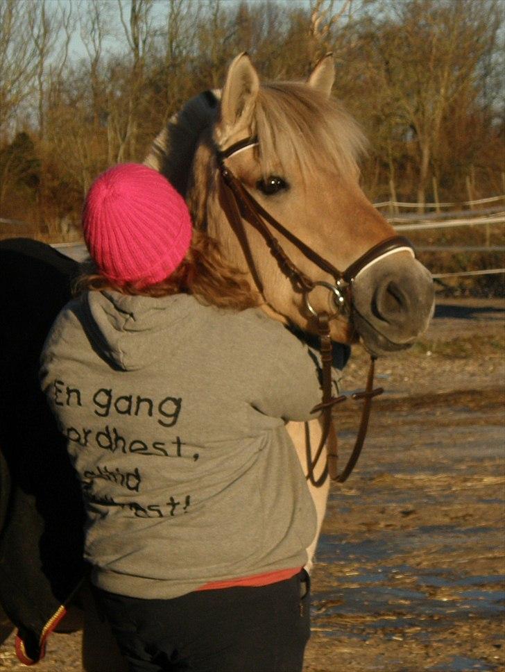 Fjordhest Flika - JEG ELSKER DIG PONY!!!! <3 | 2. Januar 2011 billede 19