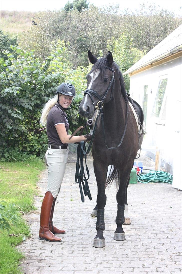 Dansk Varmblod Grosso's filius billede 1