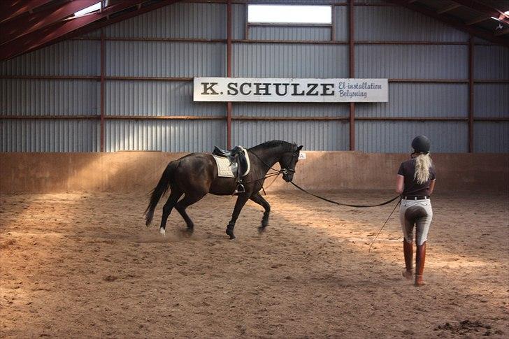 Dansk Varmblod Grosso's filius billede 2