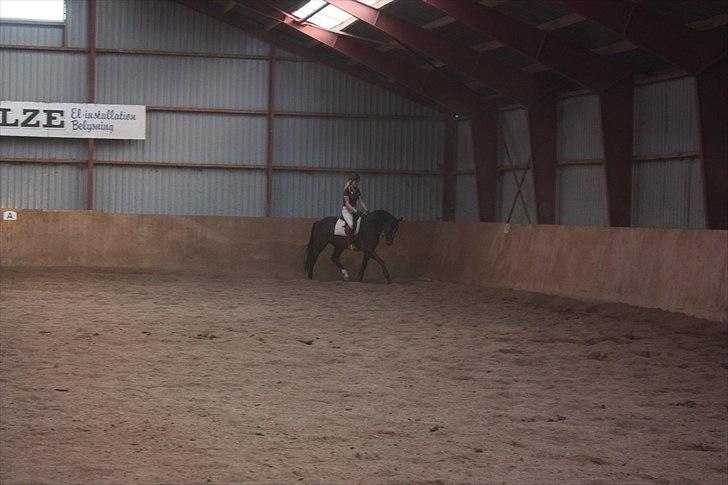 Dansk Varmblod Grosso's filius billede 3