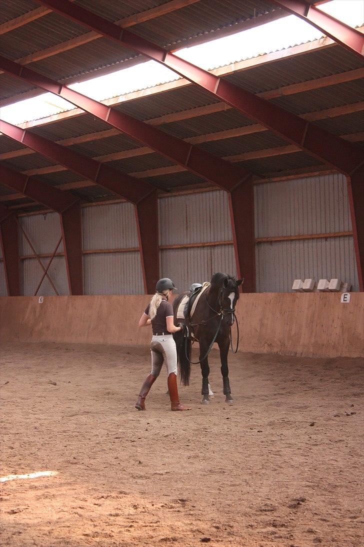 Dansk Varmblod Grosso's filius billede 4