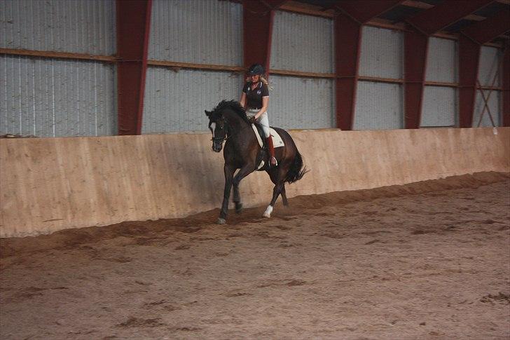 Dansk Varmblod Grosso's filius billede 5