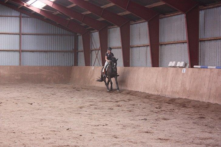 Dansk Varmblod Grosso's filius billede 6