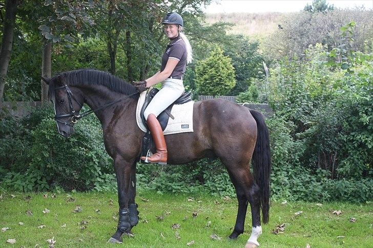 Dansk Varmblod Grosso's filius billede 7