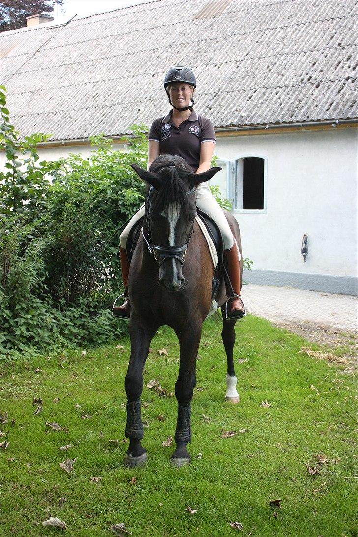 Dansk Varmblod Grosso's filius billede 8