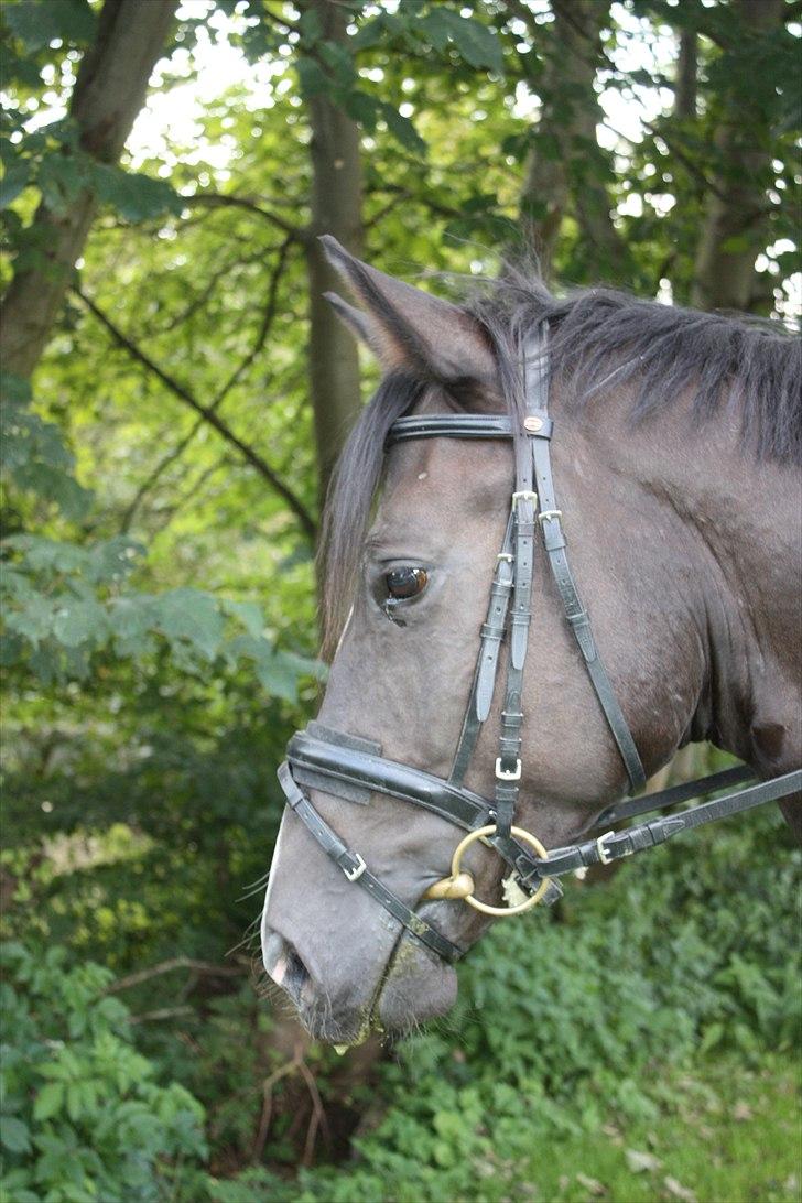 Dansk Varmblod Grosso's filius billede 9