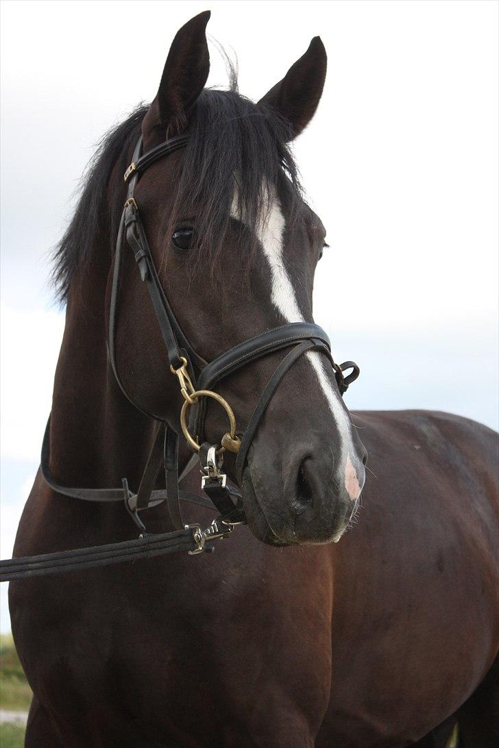 Dansk Varmblod Grosso's filius billede 10