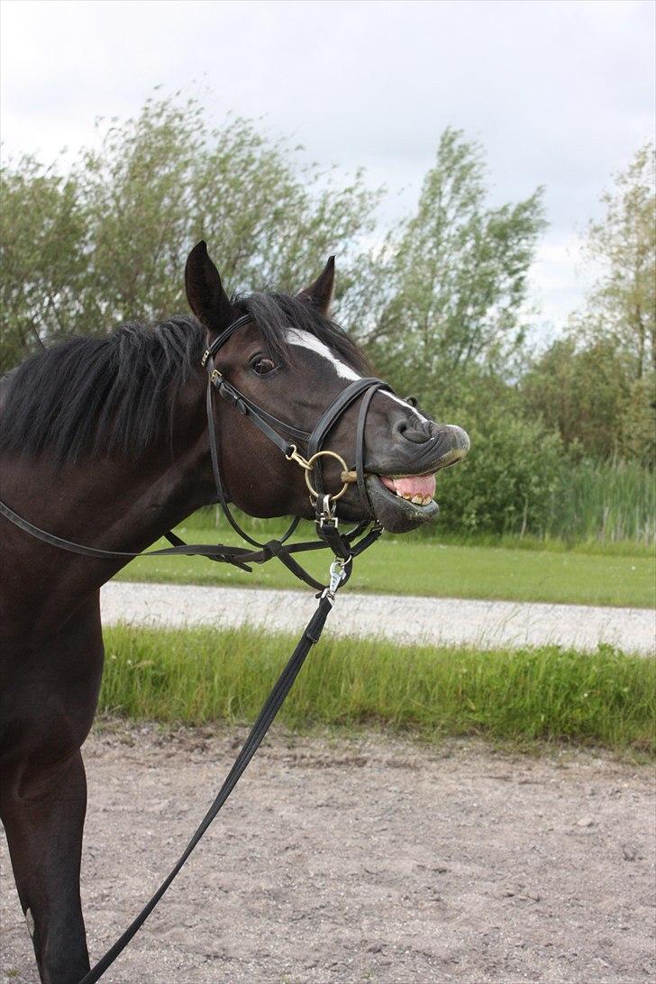 Dansk Varmblod Grosso's filius billede 11