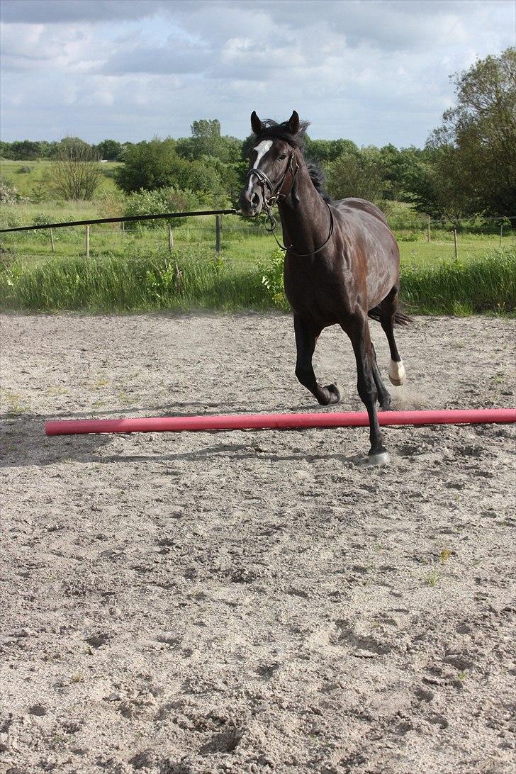 Dansk Varmblod Grosso's filius billede 12