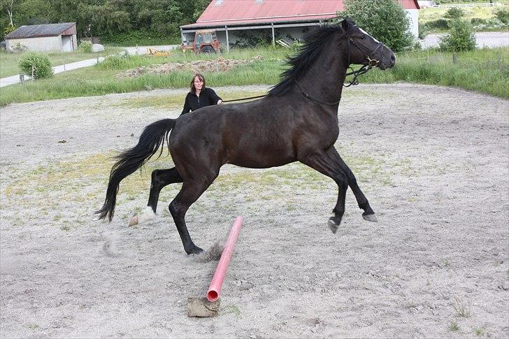 Dansk Varmblod Grosso's filius billede 13