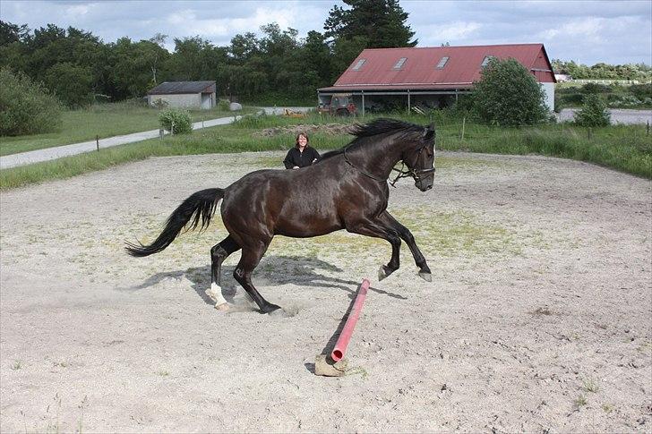 Dansk Varmblod Grosso's filius billede 14