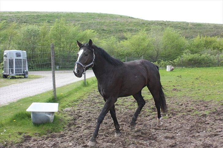 Dansk Varmblod Grosso's filius billede 15