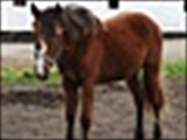 Standardbred Tequila ^SOLGT^ billede 12