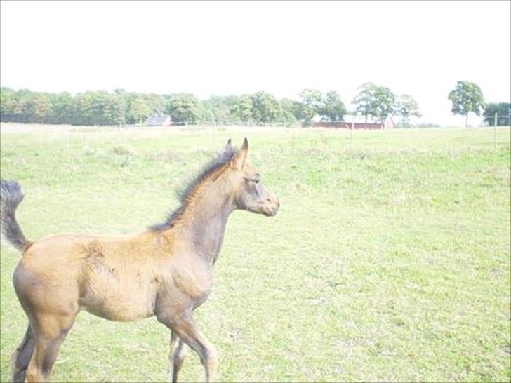 Arabisk fuldblod (OX) Fakashia Suprise - Columbine som føl <3 billede 4