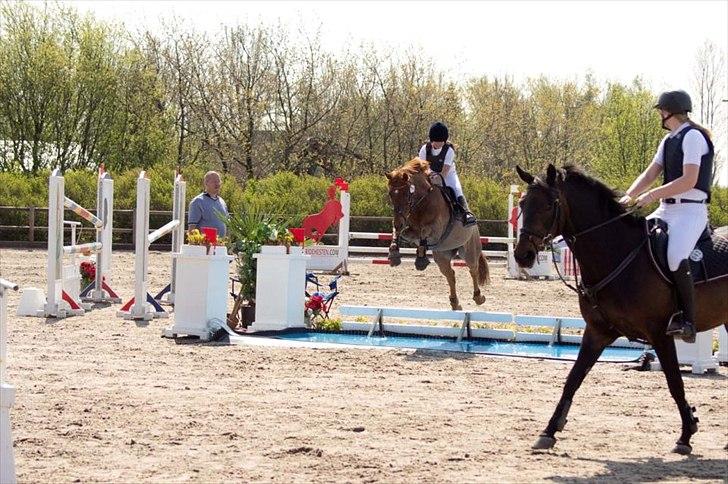 Tysk Sportspony Vario Van De Mispelaere<3 *B-pony* - Vario& Jeg springer vandgrav fejlfrit :D<3333''

Billed: 10 billede 7