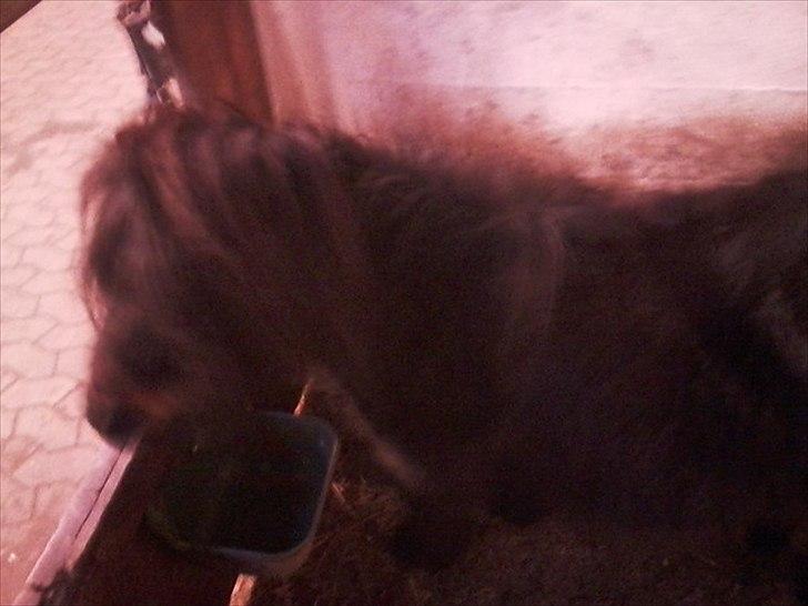 Anden særlig race Bandidos *R.I.P* billede 6