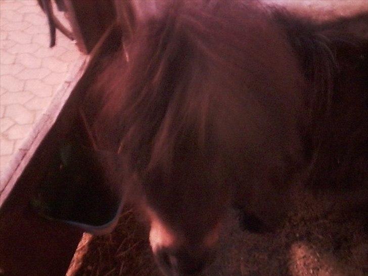 Anden særlig race Bandidos *R.I.P* billede 7