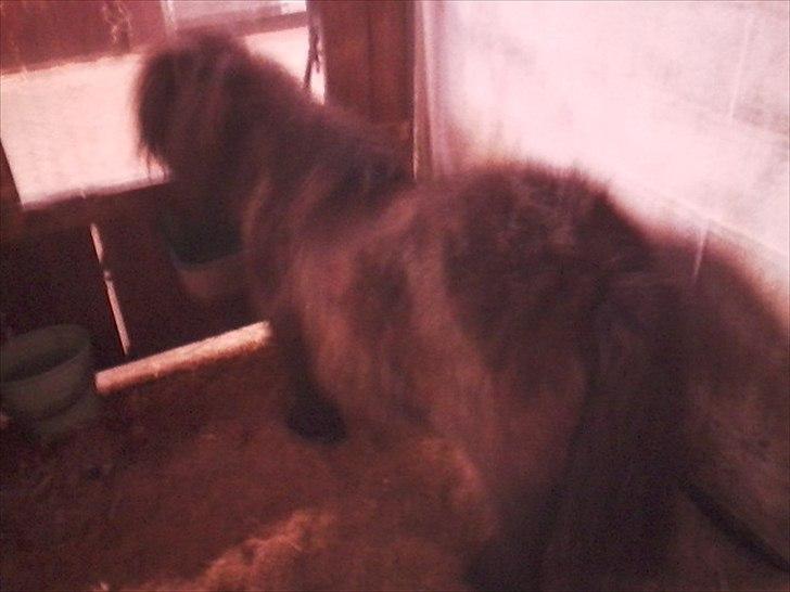 Anden særlig race Bandidos *R.I.P* billede 8