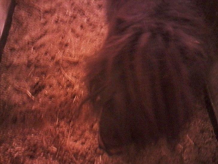 Anden særlig race Bandidos *R.I.P* billede 9