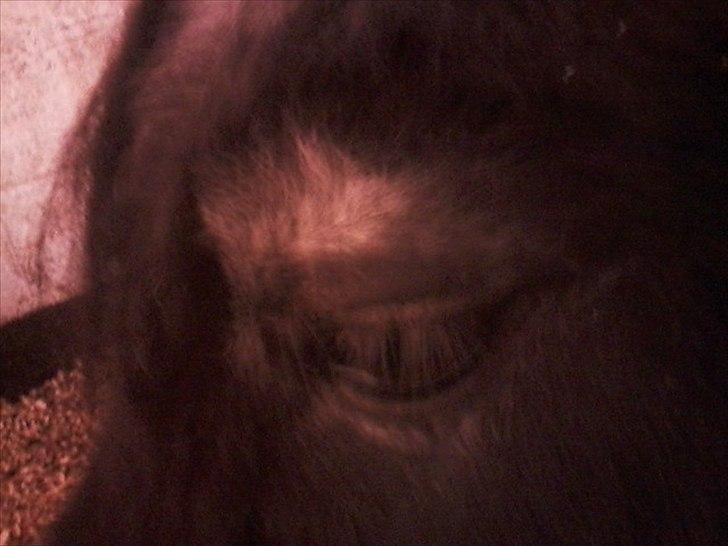 Anden særlig race Bandidos *R.I.P* billede 10