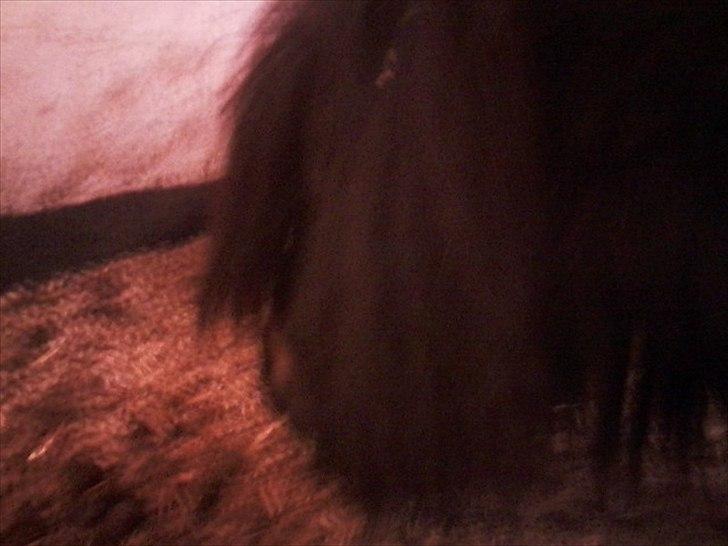 Anden særlig race Bandidos *R.I.P* billede 11