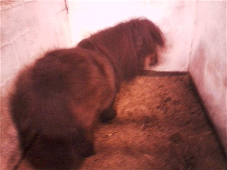 Anden særlig race Bandidos *R.I.P* billede 12