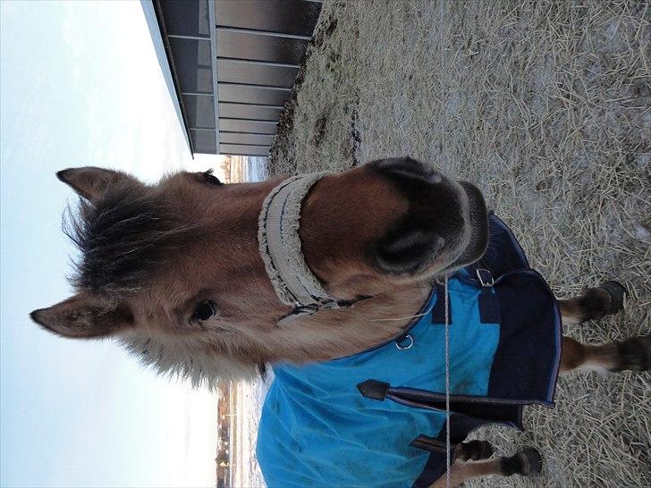 Anden særlig race Hestediscounts Perle  - Ved billedet vender forkert, men det gør det ikke på min computer? Men perle med sit fine dækken(: billede 12