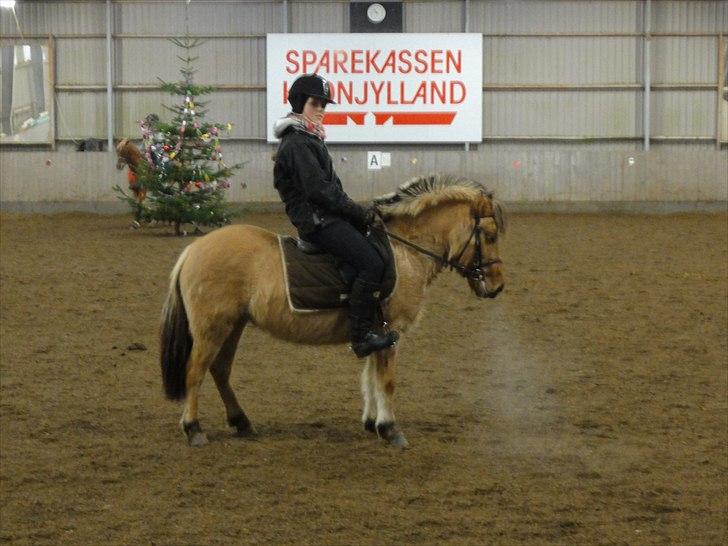 Anden særlig race Hestediscounts Perle  - Perle og jeg(: billede 5