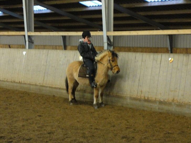 Anden særlig race Hestediscounts Perle  - Perle på frækafvendningskursus hos mig hahahaha:D billede 6